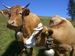 two cows