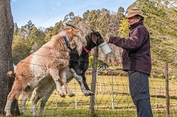 feeding goats