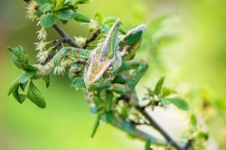 chameleon