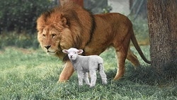 lamb and lion