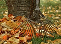 leaves and rake