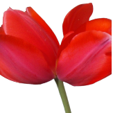two tulips on one stem